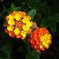 Lantana camara
