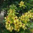 Família Fabaceae (Leguminosae)