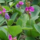 Canavalia rosea