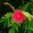 Calliandra inaequilatera