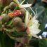 Hymenaea courbaril