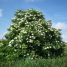 Sambucus Nigra