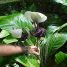 Tacca chantrieri
