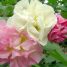 Hibiscus mutabilis