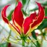 Gloriosa rothschildiana