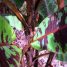 Musa acuminata “Zebrina”