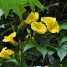 Merremia tuberosa