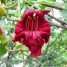 Kigelia africana