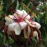 Elizabetha durissima