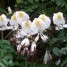 Camoensia scandens