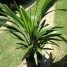 Hydriastele kasesa