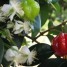 Família Myrtaceae