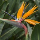 Strelitzia reginae
