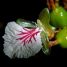 Elettaria cardamomum