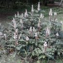 Acanthus spinosus