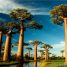 Adansonia digitata