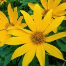 Tithonia diversifolia