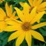 Tithonia diversifolia