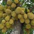 Artocarpus heterophyllus