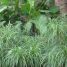 Pandanus racemosus