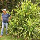 Pandanus baptistii “Aureus”