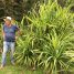 Pandanus baptistii “Aureus”