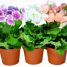 Primula obconica