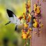 Thunbergia mysorensis