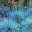 Festuca glauca