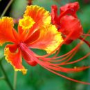 Caesalpinia pulcherrima