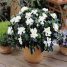 Gardenia jasminoides