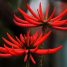 Erythrina speciosa