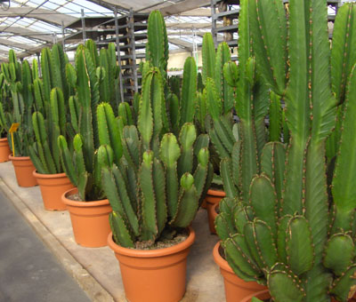 Euphorbia ingens | Jardim Cor