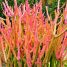 Euphorbia tirucalli ‘Sticks on Fire’