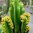 Euphorbia ingens