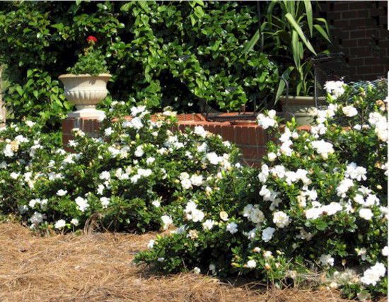 Gardenia jasminoides | Jardim Cor