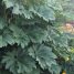 Tetrapanax papyrifer