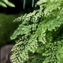 Adiantum raddianum
