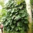 Monstera deliciosa