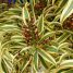 Pleomele reflexa