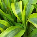 Dracaena sanderiana