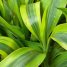 Dracaena sanderiana