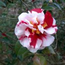 Camellia japônica