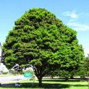Paubrasilia echinata