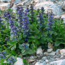 Ajuga reptans
