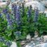 Ajuga reptans
