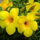 Allamanda cathartica