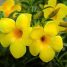 Allamanda cathartica
