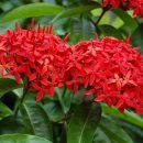 Ixora coccinea