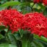 Ixora coccinea